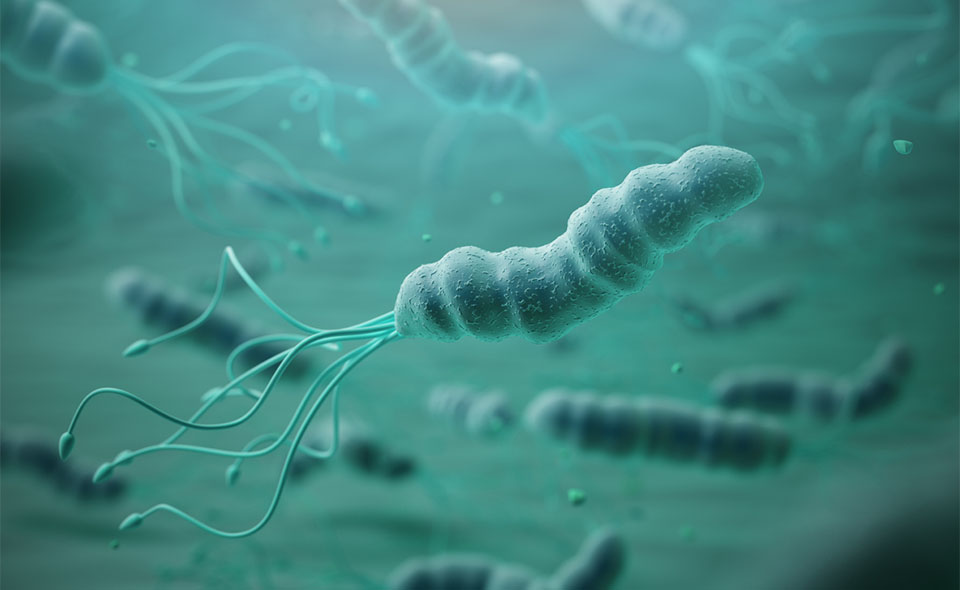 Bacterii vazute la microscop.