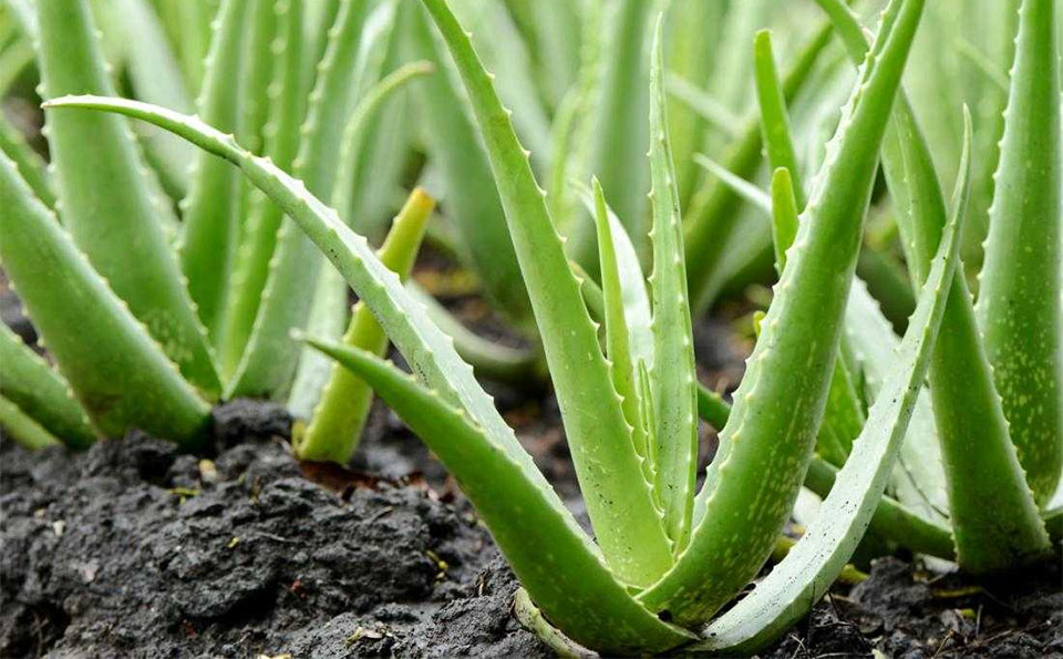Plante de Aloe Vera in pamant.